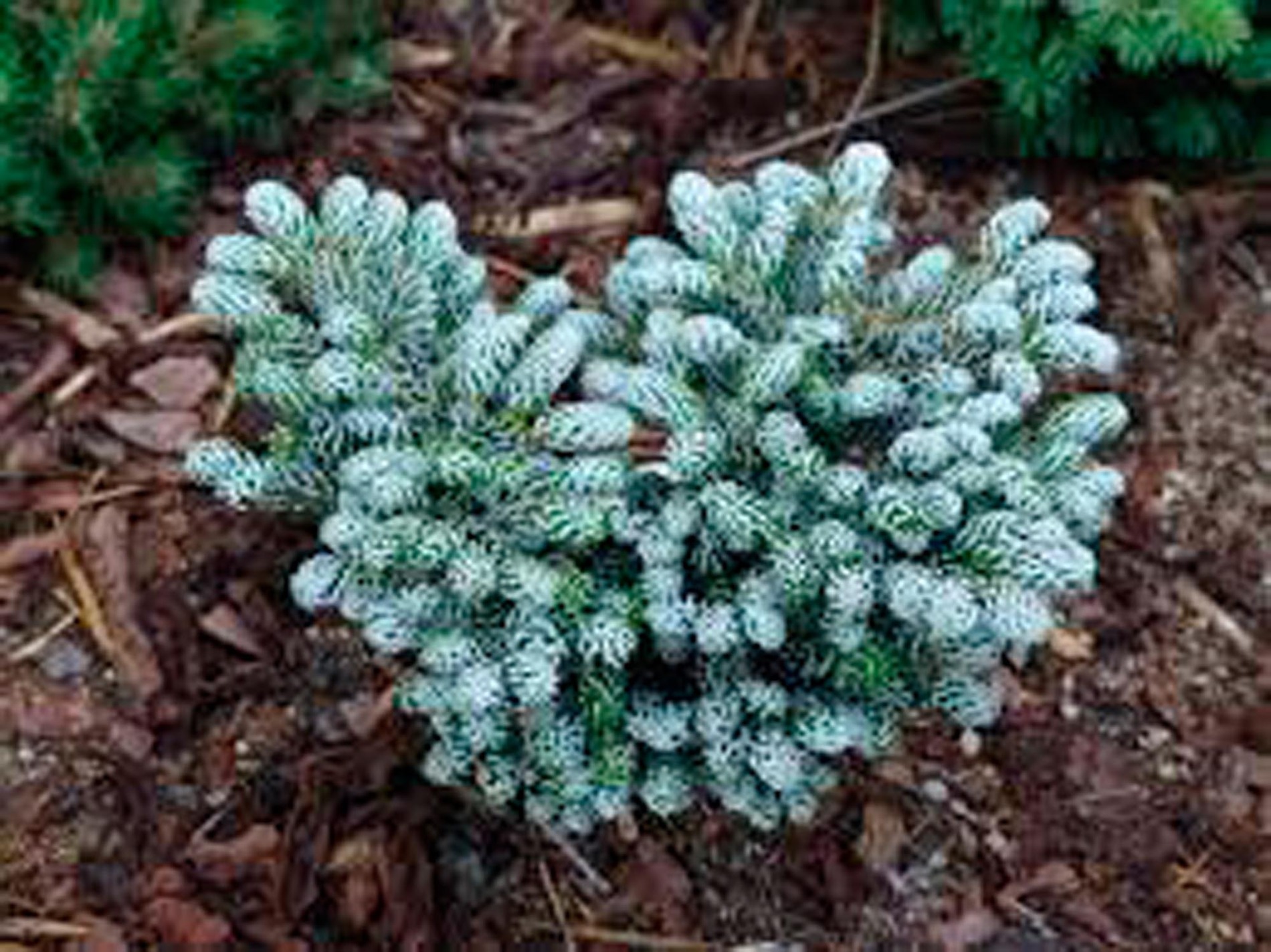 Abies Koreana 'kohout's Icebreaker' - Fleur