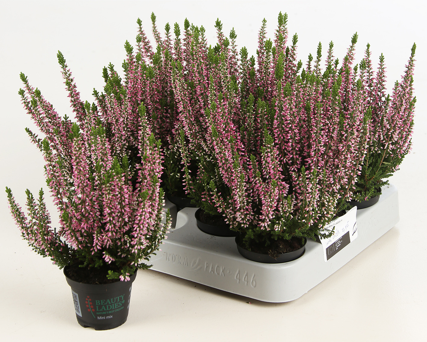 Calluna Vulgaris 'beauty Ladies' - Fleur