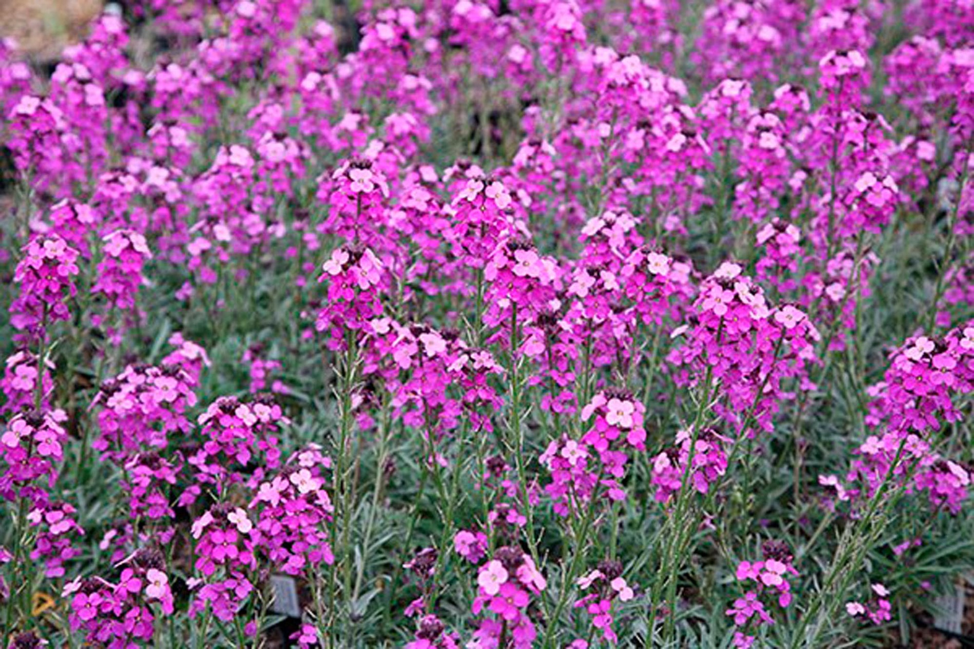 Erysimum 'Bowles Mauve'