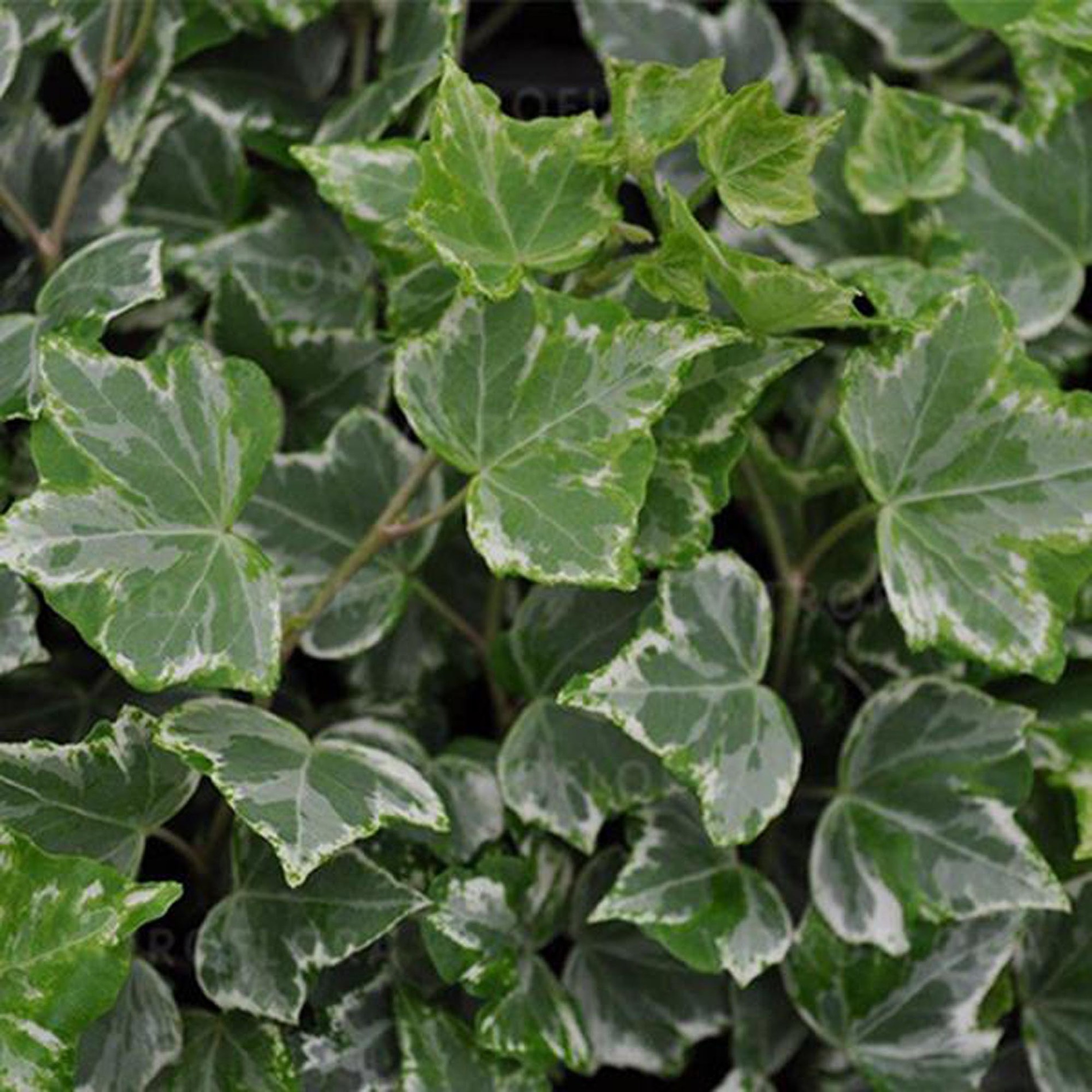 Hedera Kolibri