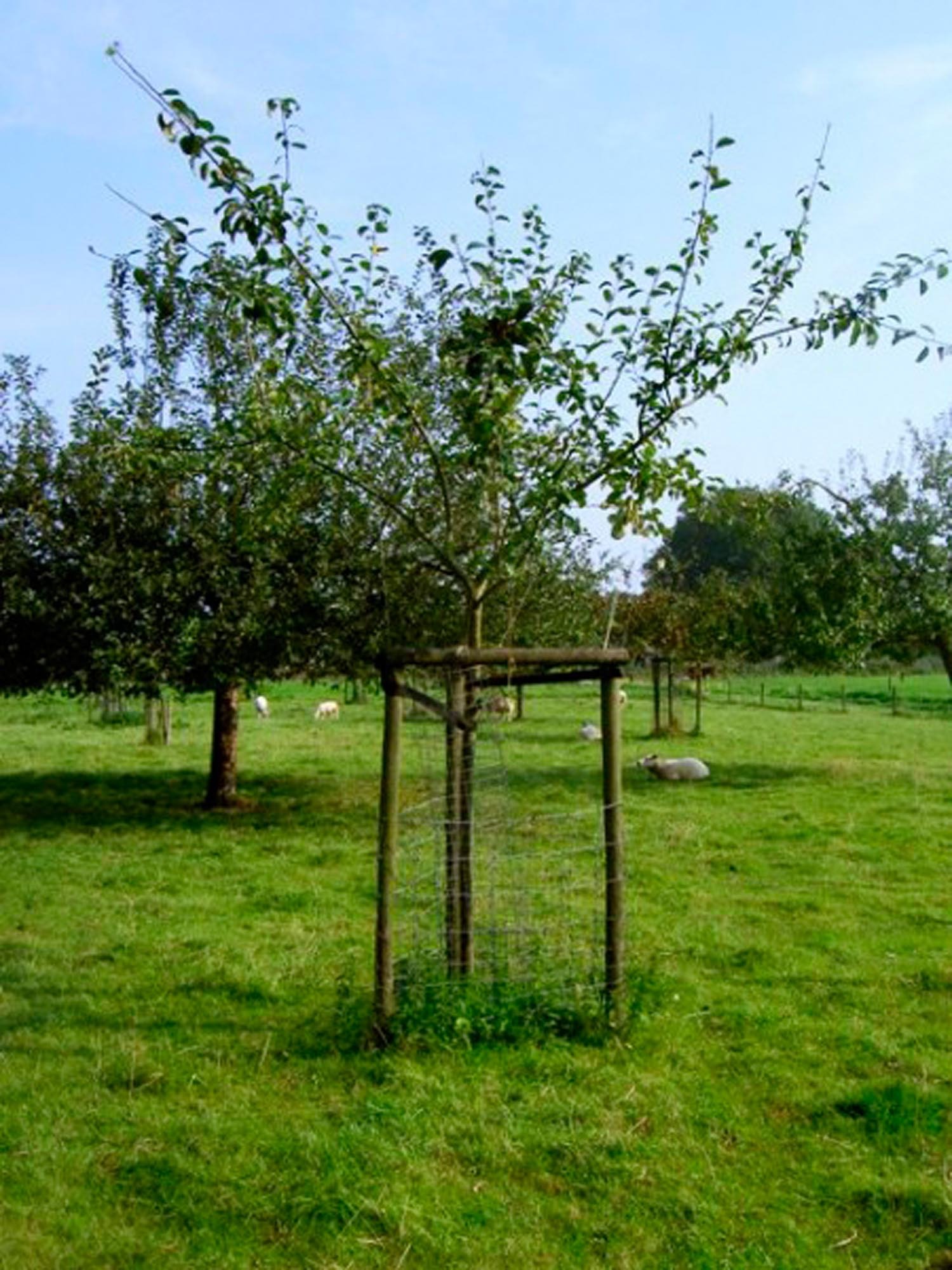 Malus Domestica 'reinette Etoilee' - Fleur