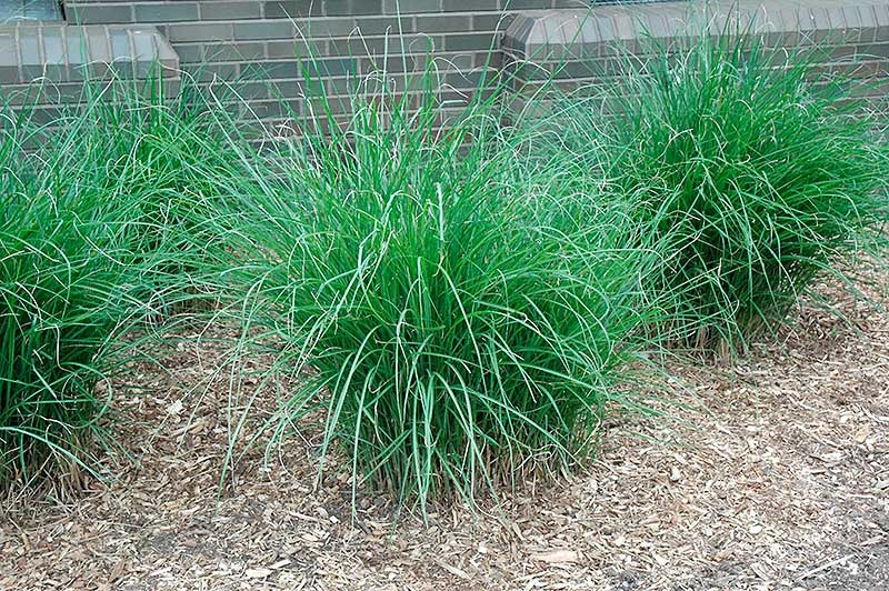 Miscanthus Sinensis 'gracillimus' - Fleur