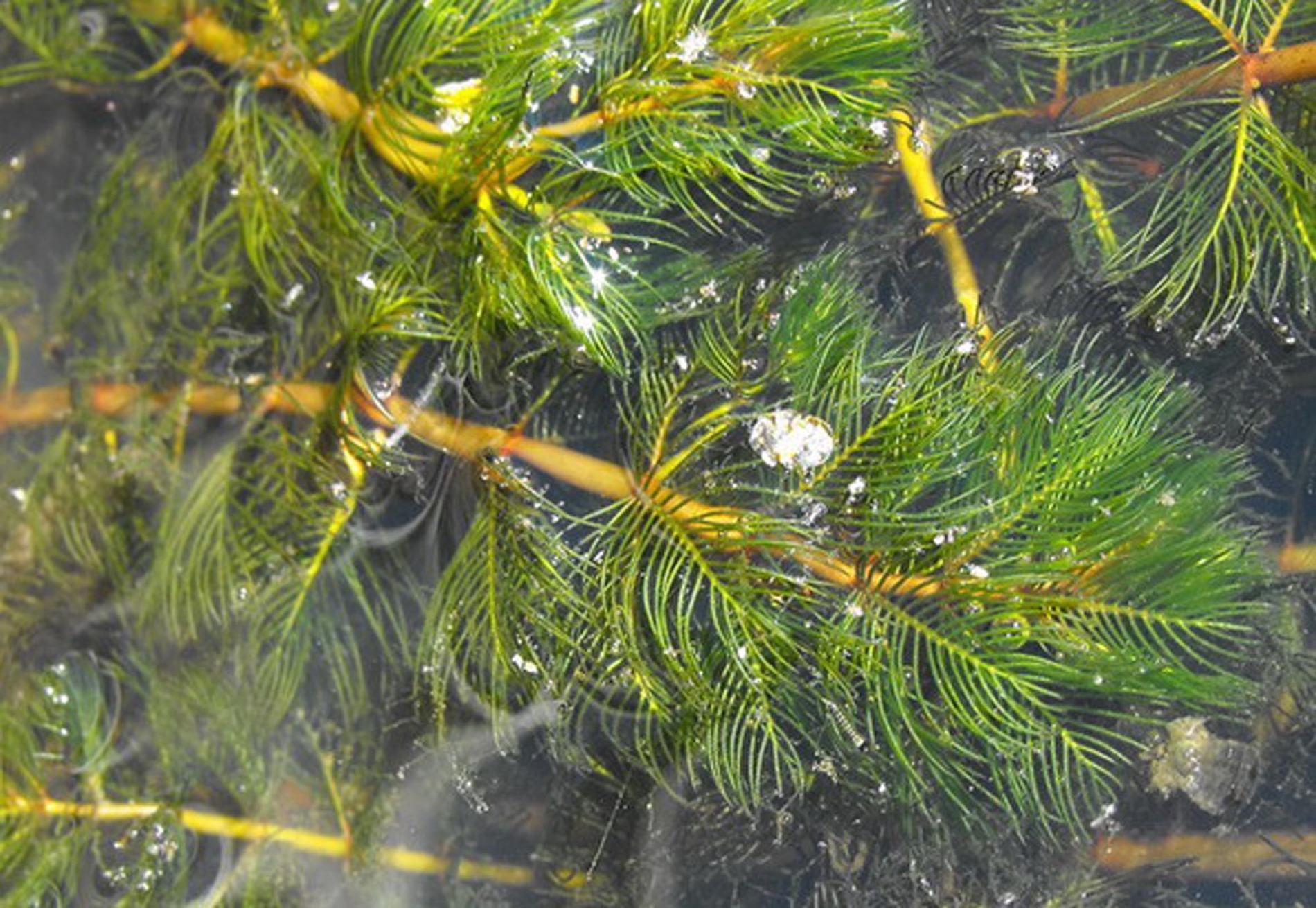 Myriophyllum Spicatum