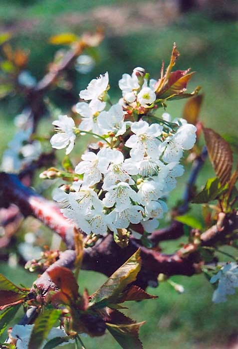 Prunus Avium 'stella' - Fleur